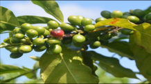 Dê frutos onde Deus te plantar