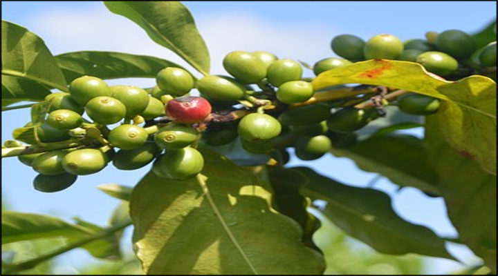 Dê frutos onde Deus te plantar